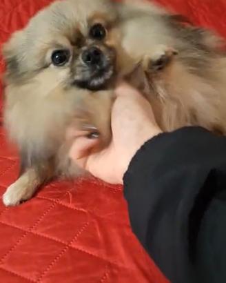 Accoppiamento spitz di pomerania