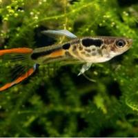 Endler Campoma 46