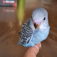 Cucciolo cocorito