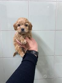 Barboncino maltipo Toy femmina