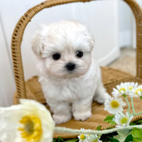 Cucciolo di maltese