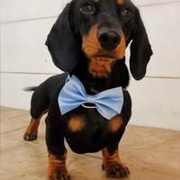 Dante, bassotto nano disponibile x Beatrice