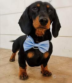 Dante, bassotto nano disponibile x Beatrice