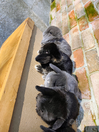 Coniglietti ariete nano