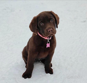 Cuccioli di labrador retriver