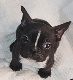 Bulldog Francese