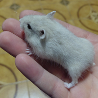 Criceti russi cuccioli