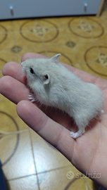 Criceti russi cuccioli
