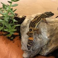 Geco leopardino