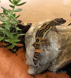 Geco leopardino