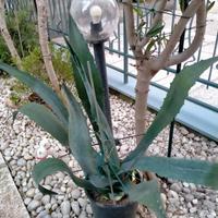 bella pianta di Agave solo verde in vaso da cm 25 