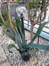 bella pianta di Agave solo verde in vaso da cm 25 