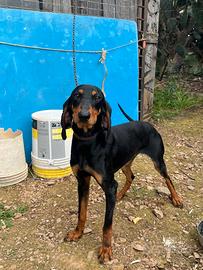 Cane da caccia