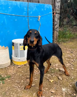 Cane da caccia