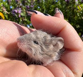 Topo domestico Mus musculus