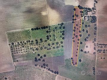 Terreno agricolo