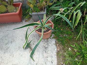 Agave americana