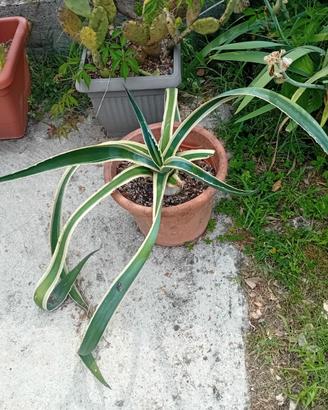 Agave americana