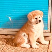 Cuccioli Akita Inu