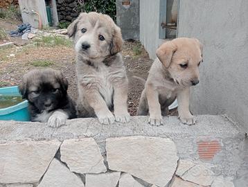 AmStaff e meticci