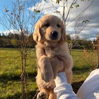 Golden retriever
