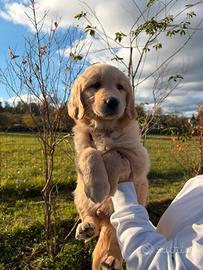 Golden retriever