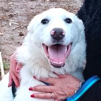 Cucciolo 6 mesi vaccinato buonissimo