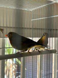 Coppia USIGNOLI DEL GIAPPONE