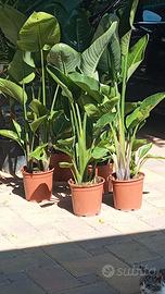 sterlizia Nicolai "falso banano" vaso con 3 piante