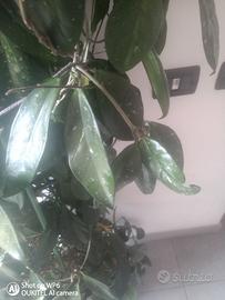 Pianta Cera dei fiori