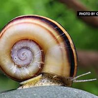 Lumaca Marisa Cornuarietis