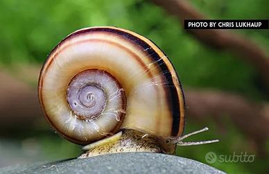 Lumaca Marisa Cornuarietis