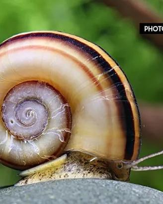 Lumaca Marisa Cornuarietis