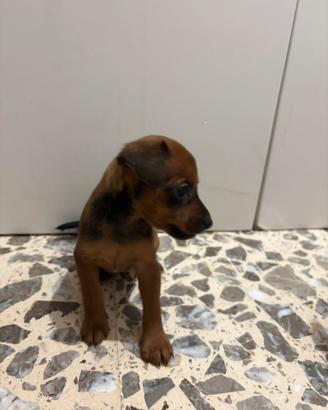Pinscher/pinger/pincher