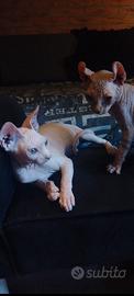 cuccioli sphynx 
