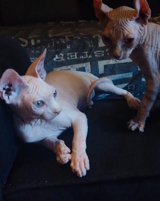cuccioli sphynx 
