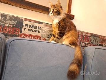 Main coon