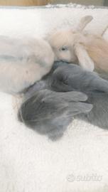 Coniglietti nani ariete