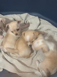 Cuccioli chiuaua