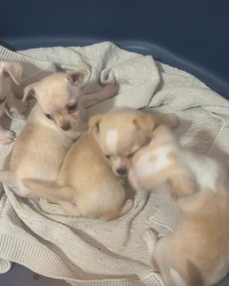 Cuccioli chiuaua