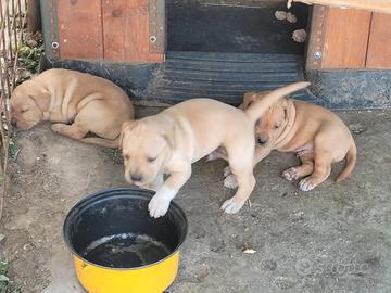 Cuccioli di cane