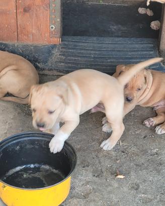Cuccioli di cane