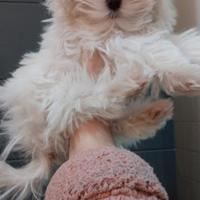 Maltese femmina