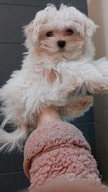 Maltese femmina