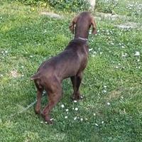 Bracco tedesco CONSEGNA TRA ROMA E AQUILA