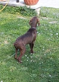 Bracco tedesco CONSEGNA TRA ROMA E AQUILA