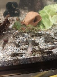 Ancistrus