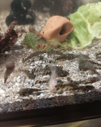 Ancistrus