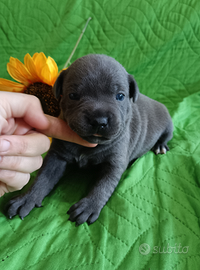 Staffordshire Bull Terrier Cuccioli Staffy