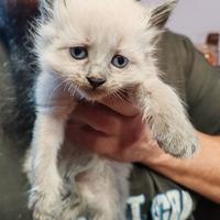 Siamese